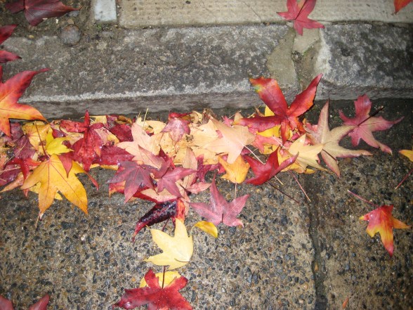 Autumn leaves 2 002